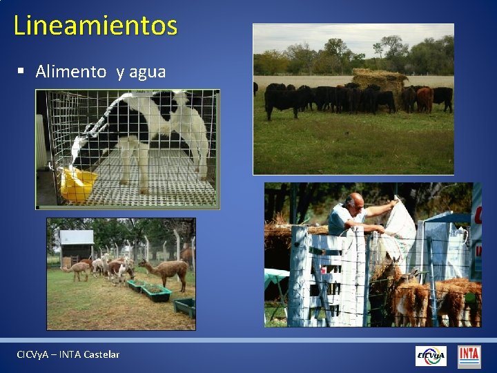 Lineamientos § Alimento y agua CICVy. A – INTA Castelar 