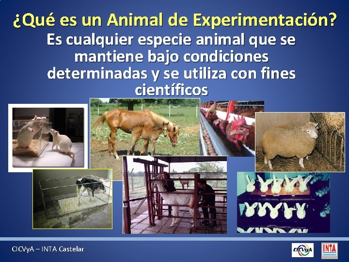 ¿Qué es un Animal de Experimentación? Es cualquier especie animal que se mantiene bajo