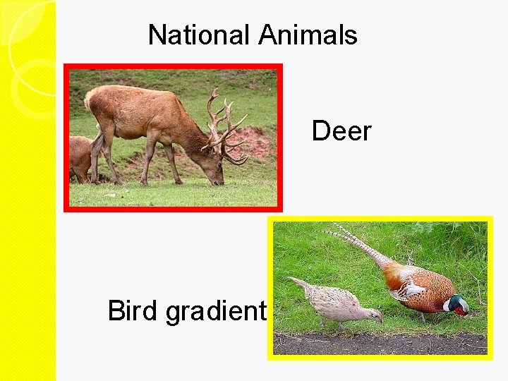 National Animals Deer Bird gradient 