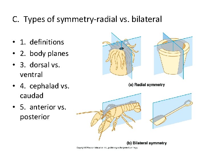 C. Types of symmetry-radial vs. bilateral • 1. definitions • 2. body planes •