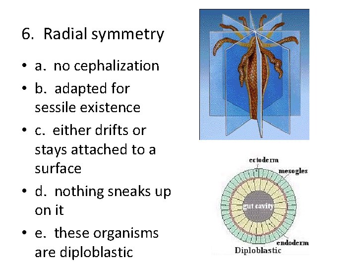 6. Radial symmetry • a. no cephalization • b. adapted for sessile existence •