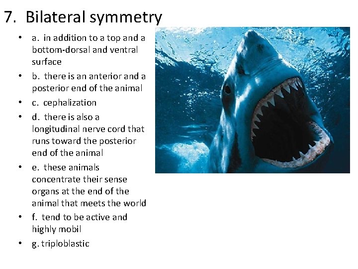 7. Bilateral symmetry • a. in addition to a top and a bottom-dorsal and