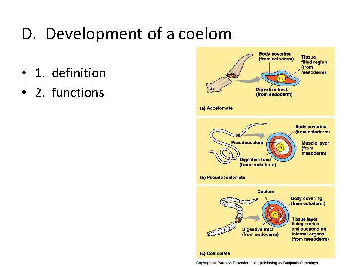 D. Development of a coelom • 1. definition • 2. functions 