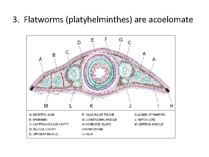 3. Flatworms (platyhelminthes) are acoelomate 