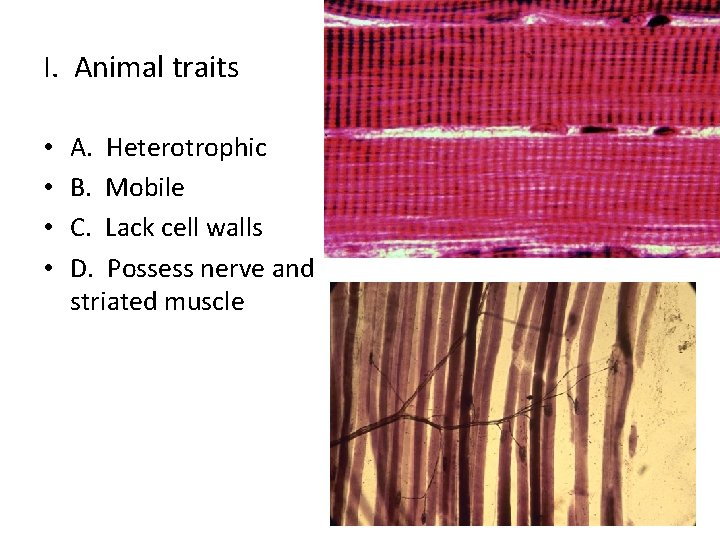 I. Animal traits • • A. Heterotrophic B. Mobile C. Lack cell walls D.
