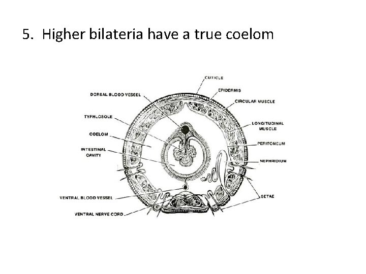 5. Higher bilateria have a true coelom 
