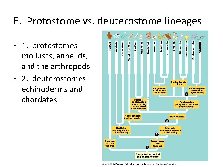 E. Protostome vs. deuterostome lineages • 1. protostomesmolluscs, annelids, and the arthropods • 2.
