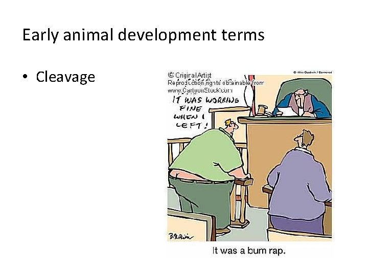 Early animal development terms • Cleavage 