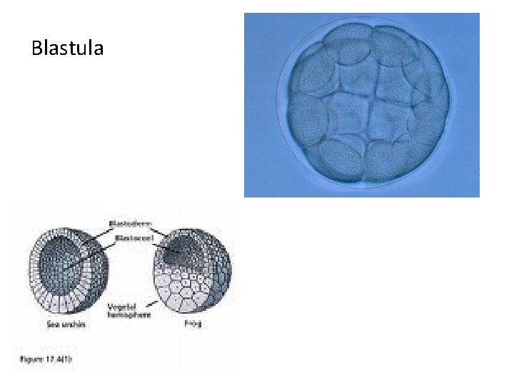 Blastula 