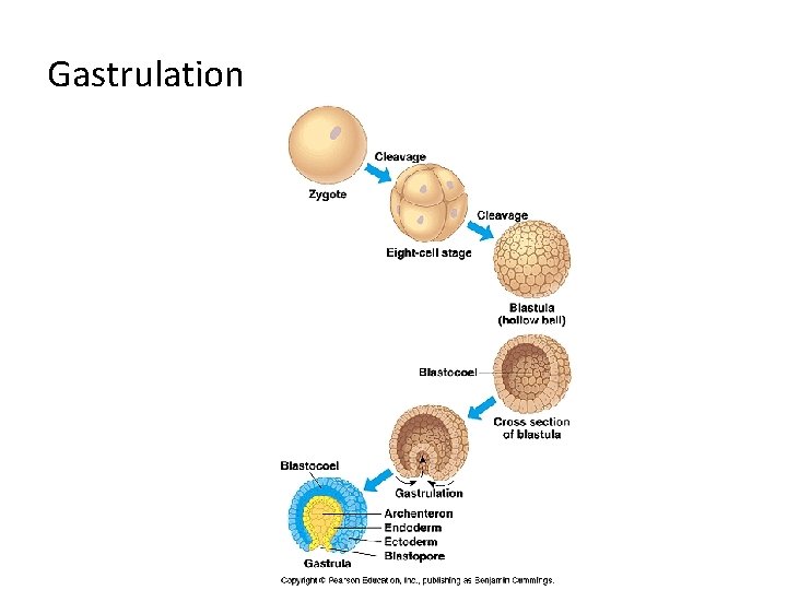 Gastrulation 
