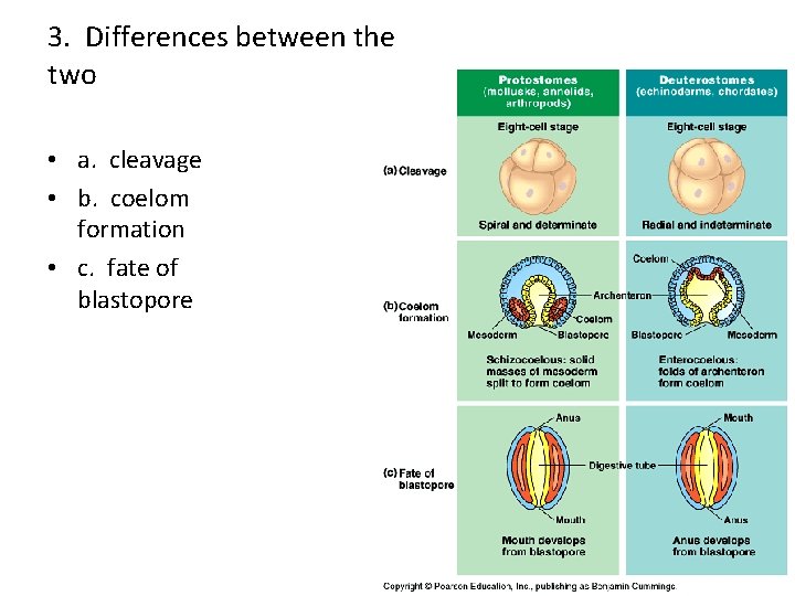 3. Differences between the two • a. cleavage • b. coelom formation • c.