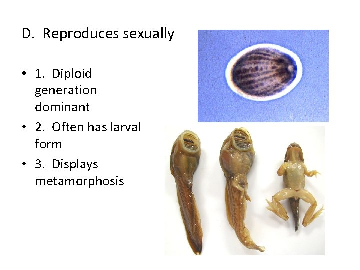 D. Reproduces sexually • 1. Diploid generation dominant • 2. Often has larval form