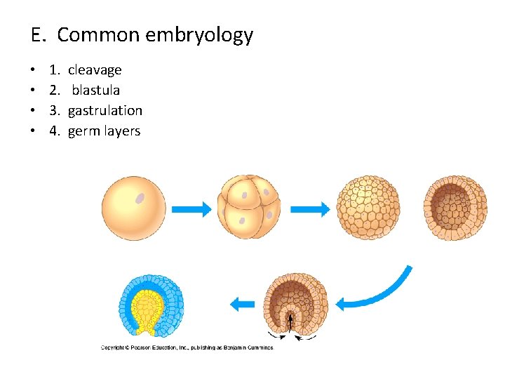 E. Common embryology • • 1. 2. 3. 4. cleavage blastula gastrulation germ layers
