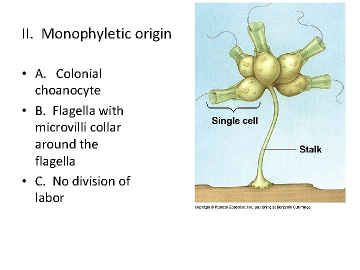 II. Monophyletic origin • A. Colonial choanocyte • B. Flagella with microvilli collar around