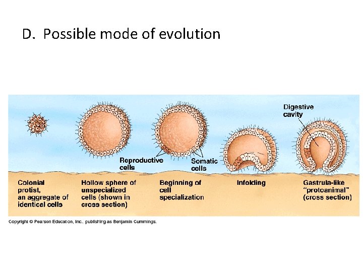D. Possible mode of evolution 