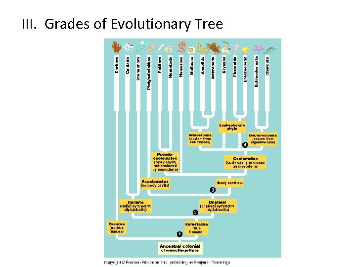 III. Grades of Evolutionary Tree 