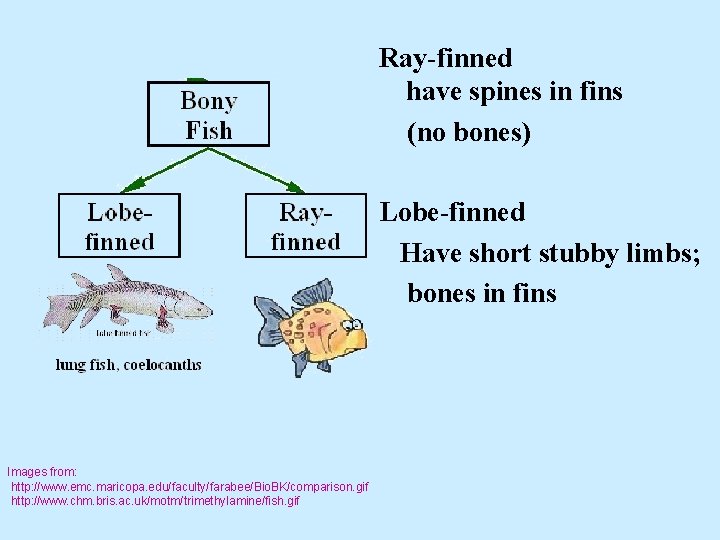 Ray-finned have spines in fins (no bones) Lobe-finned Have short stubby limbs; bones in