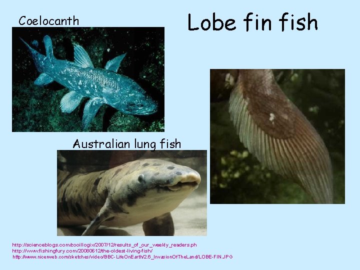 Coelocanth Lobe fin fish Australian lung fish http: //scienceblogs. com/zooillogix/2007/12/results_of_our_weekly_readers. ph http: //www. fishingfury.