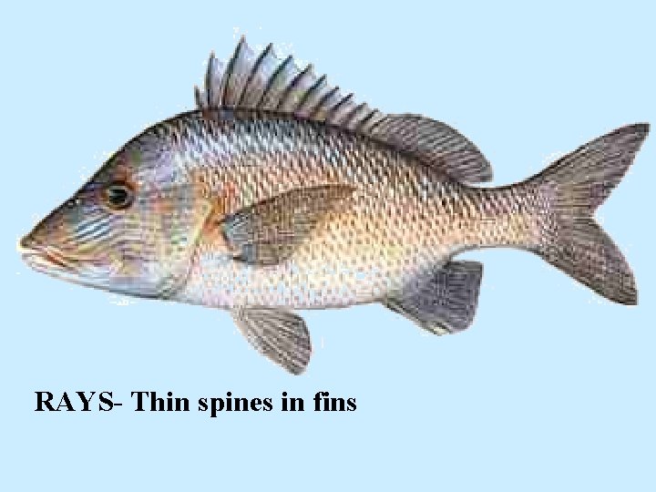 RAYS- Thin spines in fins 
