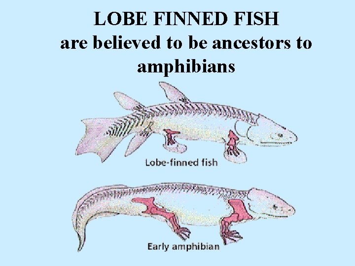 LOBE FINNED FISH are believed to be ancestors to amphibians 