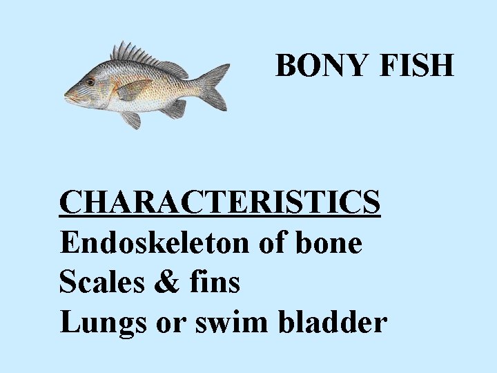 BONY FISH CHARACTERISTICS Endoskeleton of bone Scales & fins Lungs or swim bladder 