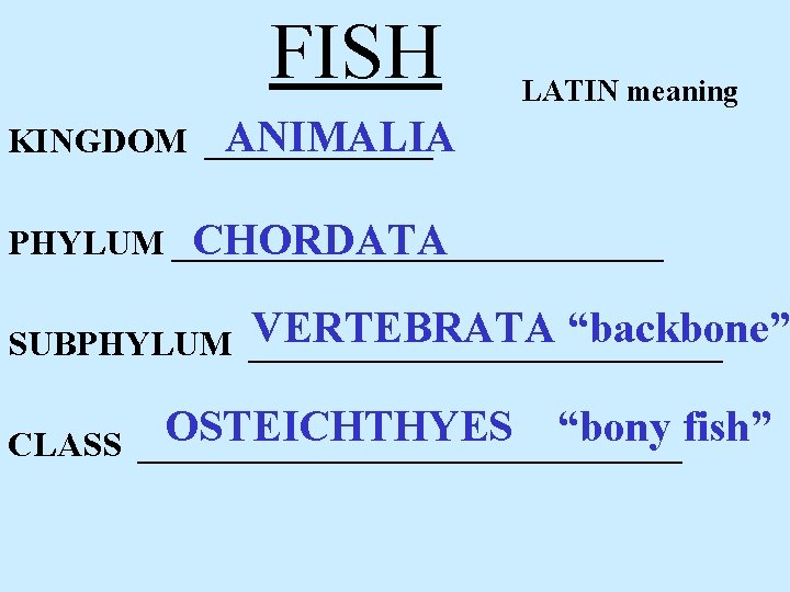FISH LATIN meaning ANIMALIA KINGDOM _______ PHYLUM ______________ CHORDATA VERTEBRATA “backbone” SUBPHYLUM ______________ OSTEICHTHYES