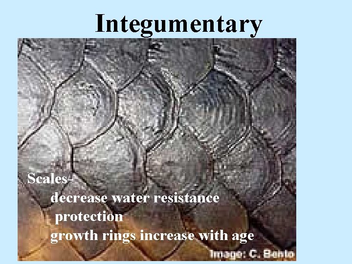 Integumentary Scalesdecrease water resistance protection growth rings increase with age 