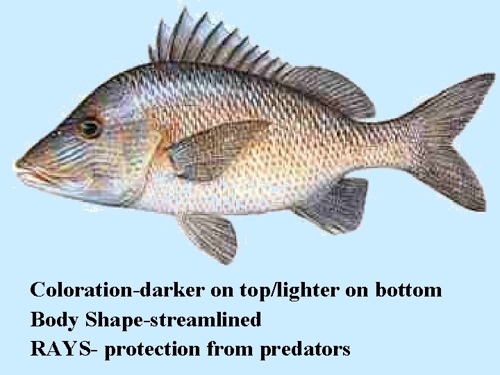 Coloration-darker on top/lighter on bottom Body Shape-streamlined RAYS- protection from predators 