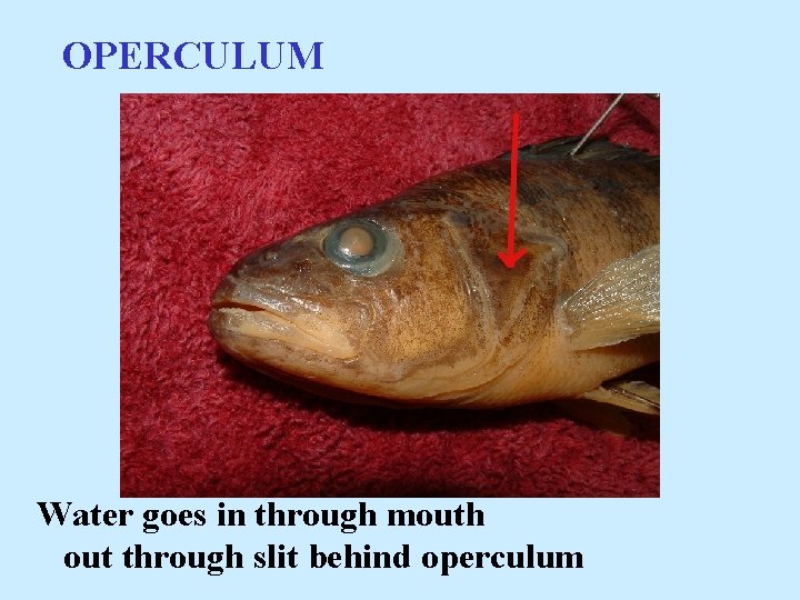OPERCULUM Water goes in through mouth out through slit behind operculum 
