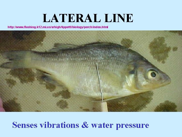 LATERAL LINE http: //www. flushing. k 12. mi. us/srhigh/tippettl/biology/perch/index. html Senses vibrations & water