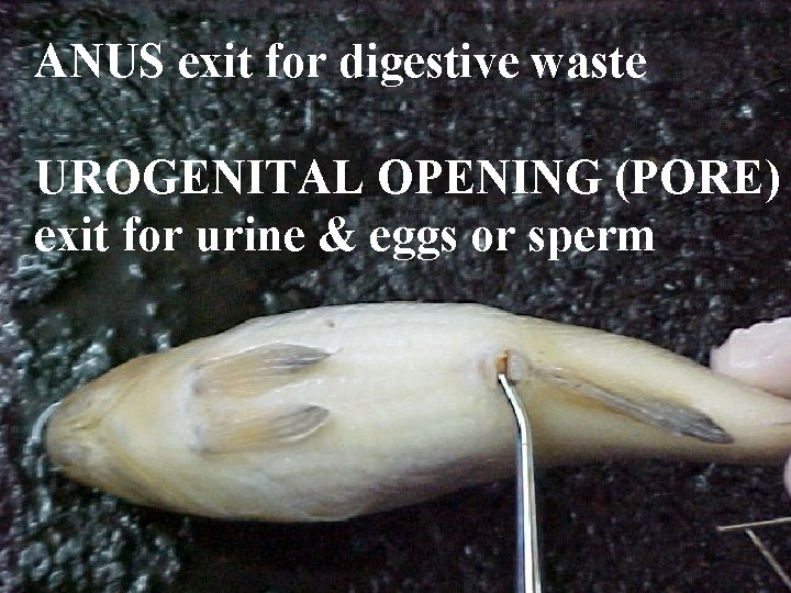 ANUS exit for digestive waste UROGENITAL OPENING (PORE) exit for urine & eggs or
