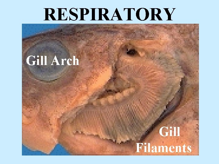 RESPIRATORY Gill Arch Gill Filaments 