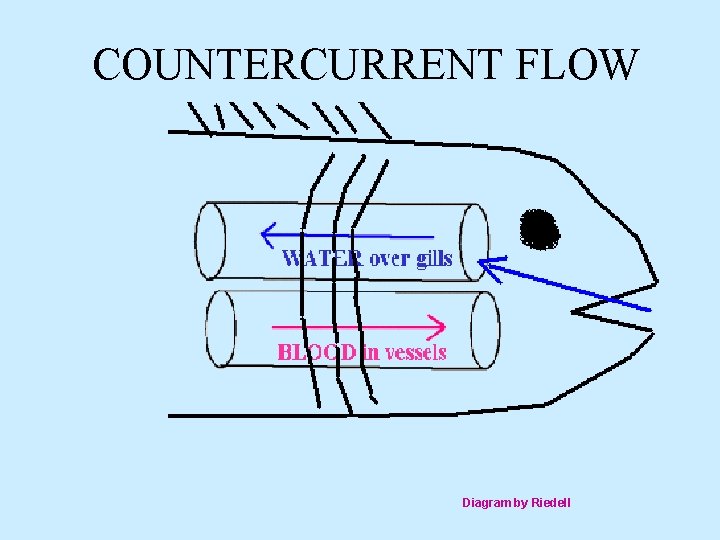 COUNTERCURRENT FLOW Diagram by Riedell 