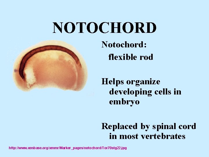 NOTOCHORD Notochord: flexible rod Helps organize developing cells in embryo Replaced by spinal cord