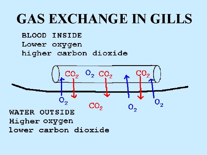 GAS EXCHANGE IN GILLS 