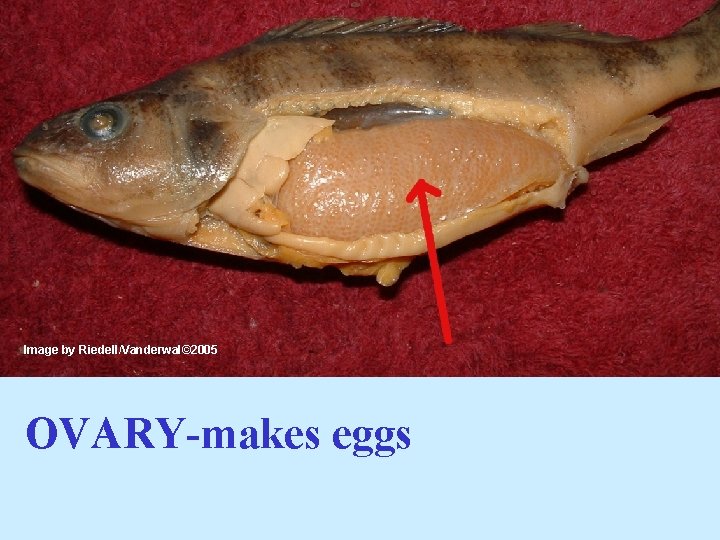 Image by Riedell/Vanderwal© 2005 OVARY-makes eggs 