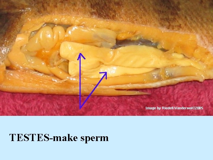 Image by Riedell/Vanderwal© 2005 TESTES-make sperm 