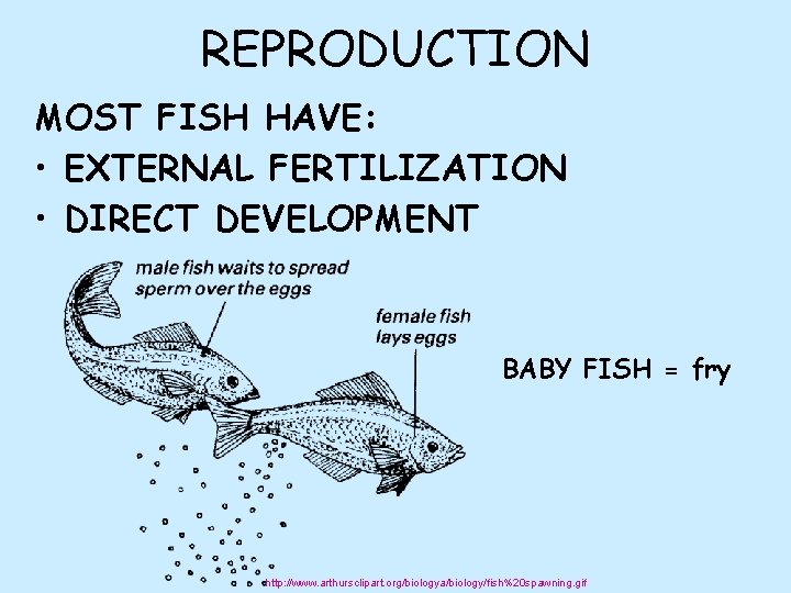 REPRODUCTION MOST FISH HAVE: • EXTERNAL FERTILIZATION • DIRECT DEVELOPMENT BABY FISH = fry