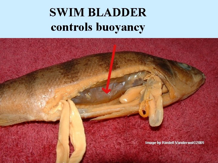 SWIM BLADDER controls buoyancy Image by Riedell/Vanderwal© 2005 