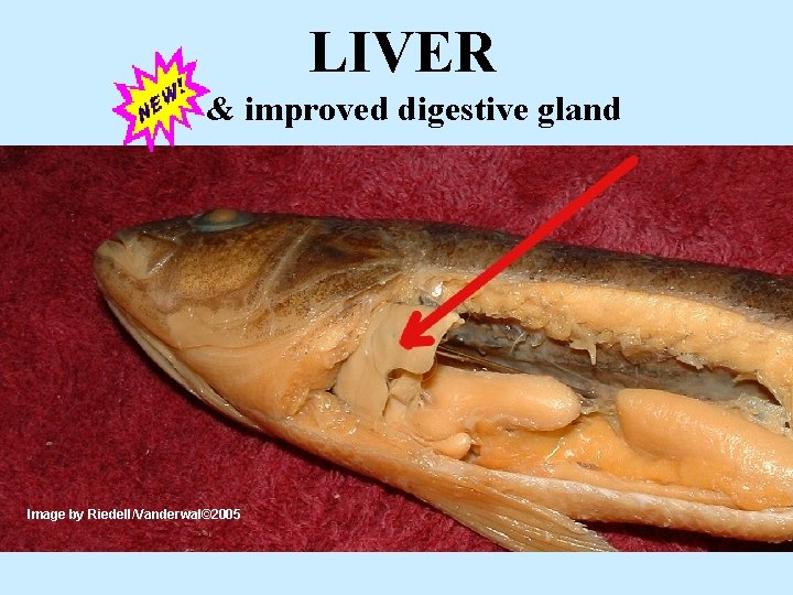 LIVER & improved digestive gland Image by Riedell/Vanderwal© 2005 