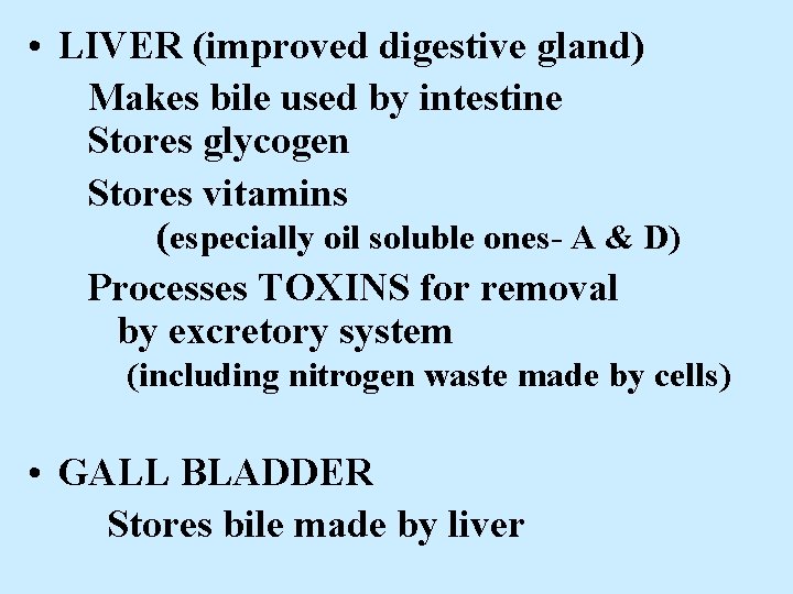  • LIVER (improved digestive gland) Makes bile used by intestine Stores glycogen Stores