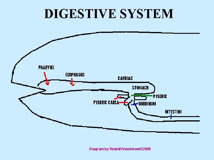 DIGESTIVE SYSTEM Diagram by Riedell/Vanderwal© 2005 