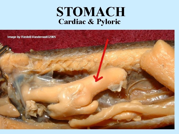 STOMACH Cardiac & Pyloric Image by Riedell/Vanderwal© 2005 