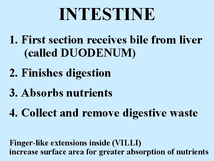 INTESTINE 1. First section receives bile from liver (called DUODENUM) 2. Finishes digestion 3.