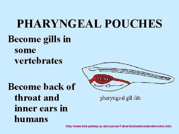 PHARYNGEAL POUCHES Become gills in some vertebrates Become back of throat and inner ears