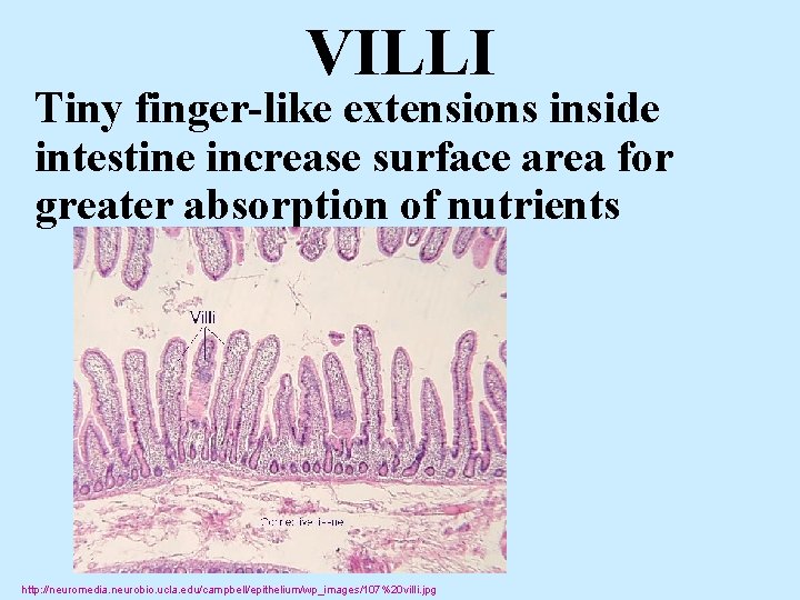 VILLI Tiny finger-like extensions inside intestine increase surface area for greater absorption of nutrients