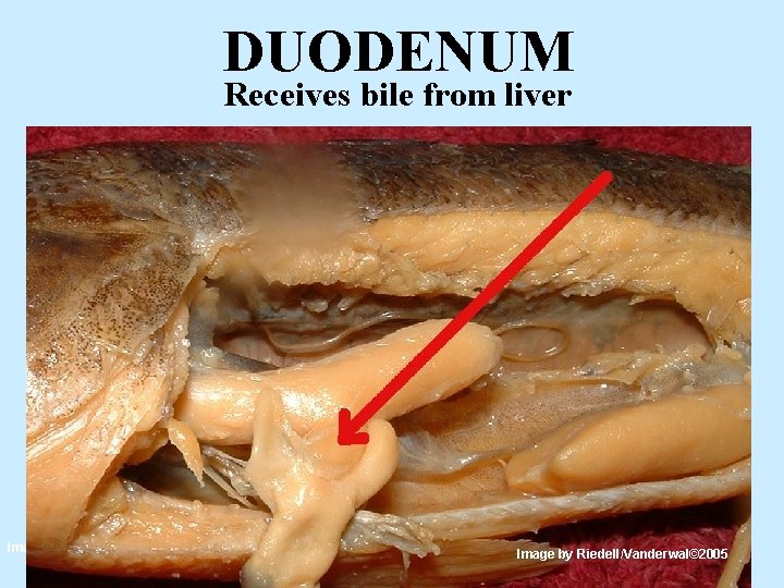 DUODENUM Receives bile from liver Image by Riedell/Vanderwal© 2005 