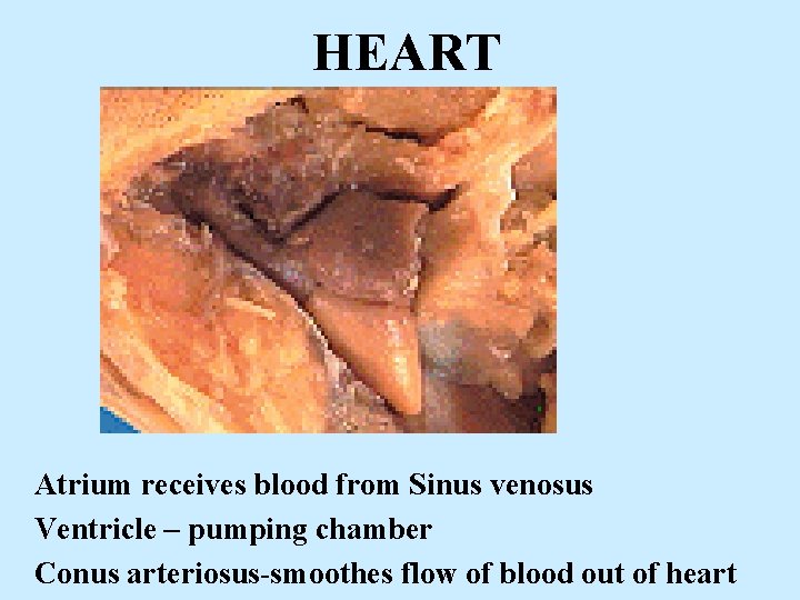 HEART Atrium receives blood from Sinus venosus Ventricle – pumping chamber Conus arteriosus-smoothes flow