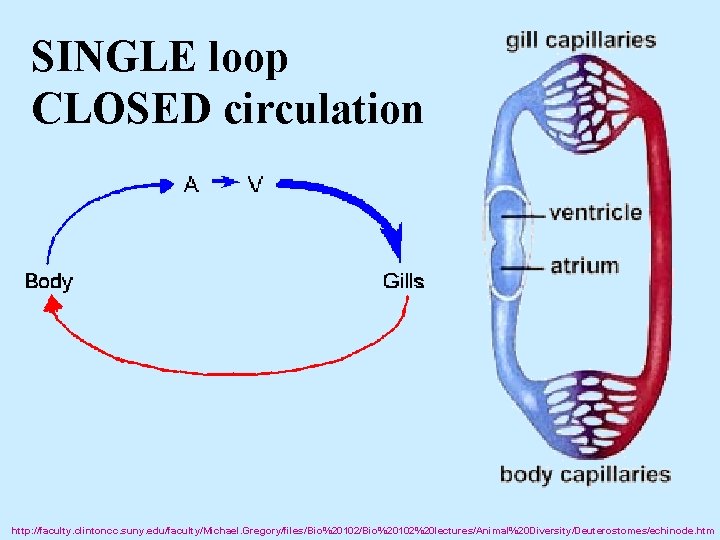 SINGLE loop CLOSED circulation http: //faculty. clintoncc. suny. edu/faculty/Michael. Gregory/files/Bio%20102%20 lectures/Animal%20 Diversity/Deuterostomes/echinode. htm 