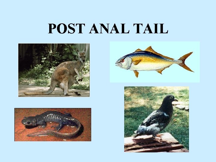 POST ANAL TAIL 